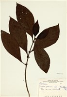 藏品(大葉雞納樹)的圖片